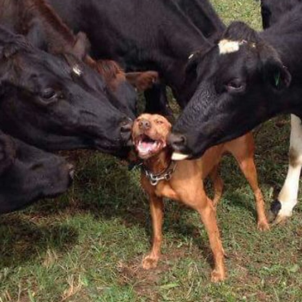 Meet your Posher, Dylan